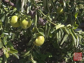 中國(guó)冬棗在黃驊 舊城論劍中種植能手的智慧